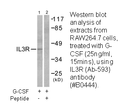 Product image for IL-3R&beta; (Ab-593) Antibody