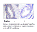 Product image for IRS-1 (Ab-1101) Antibody