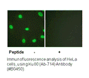Product image for Ku80 (Ab-714) Antibody