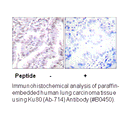 Product image for Ku80 (Ab-714) Antibody