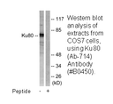 Product image for Ku80 (Ab-714) Antibody
