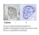 Product image for Artemis (Ab-516) Antibody