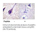 Product image for BID (Ab-78) Antibody