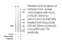 Product image for BID (Ab-78) Antibody