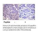 Product image for Caldesmon (Ab-789) Antibody