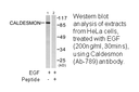 Product image for Caldesmon (Ab-789) Antibody