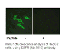Product image for EGFR (Ab-1016) Antibody