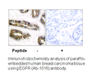 Product image for EGFR (Ab-1016) Antibody