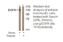 Product image for EGFR (Ab-1016) Antibody