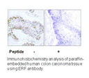 Product image for ERF (Ab-526) Antibody