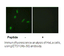 Product image for ETS1 (Ab-38) Antibody