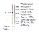 Product image for ETS1 (Ab-38) Antibody