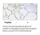 Product image for FOXO1A/3A (Ab-322/325) Antibody