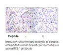 Product image for IRS-1 (Ab-323) Antibody