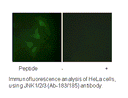 Product image for JNK1/2/3 (Ab-183/185) Antibody