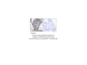 Product image for LAT (Ab-191) Antibody