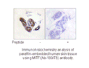 Product image for MITF (Ab-180/73) Antibody