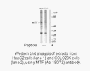 Product image for MITF (Ab-180/73) Antibody