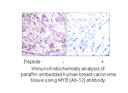 Product image for MYB (Ab-12) Antibody