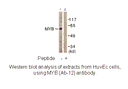Product image for MYB (Ab-12) Antibody