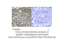 Product image for NFAT3 (Ab-676) Antibody