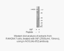 Product image for nNOS (Ab-852) Antibody