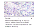 Product image for p90 RSK (Ab-359/363) Antibody