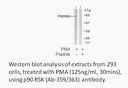 Product image for p90 RSK (Ab-359/363) Antibody