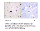 Product image for PAK1/2/3 (Ab-144/141/139) Antibody