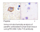 Product image for PECAM-1 (Ab-713) Antibody