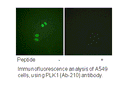 Product image for PLK1 (Ab-210) Antibody