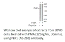 Product image for PLK1 (Ab-210) Antibody