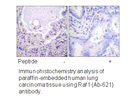 Product image for C-RAF (Ab-621) Antibody