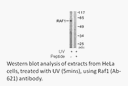Product image for C-RAF (Ab-621) Antibody