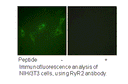 Product image for RyR2 (Ab-2808) Antibody