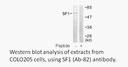 Product image for SF1 (Ab-82) Antibody