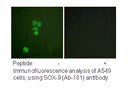 Product image for SOX9 (Ab-181) Antibody