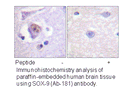 Product image for SOX9 (Ab-181) Antibody