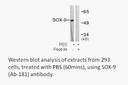 Product image for SOX9 (Ab-181) Antibody