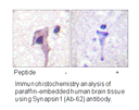 Product image for Synapsin1 (Ab-62) Antibody