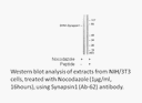 Product image for Synapsin1 (Ab-62) Antibody