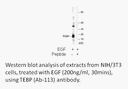 Product image for TEBP (Ab-113) Antibody