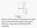 Product image for Tuberin/TSC2 (Ab-939) Antibody