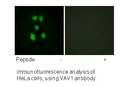 Product image for VAV1 (Ab-160) Antibody