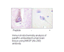 Product image for WASP (Ab-290) Antibody