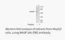 Product image for WASP (Ab-290) Antibody
