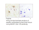 Product image for WAVE1 (Ab-125) Antibody