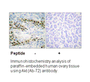 Product image for Akt (Ab-72) Antibody