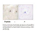Product image for c-Abl (Ab-245) Antibody