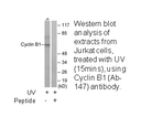 Product image for Cyclin B1 (Ab-147) Antibody